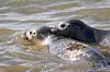 Die frisch ausgewilderten Seehunde Paul und Friso im Wasser.