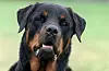 Ein Rottweiler