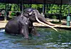 Jahrelang musste der Elefant, der in Thailand Sak Surin genannt wird, in Sri Lanka Schwerstarbeit leisten.