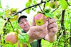 Hein Lühs vom Herzapfelhof prüft die Qualität seiner Grafensteiner Äpfel, eine frühe Sorte, die bald geerntet wird