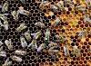 Bei einem Hamburger Bienenvolk ist die amerikanische Faulbrut ausgebrochen. Die Stadt richtet einen Sperrbezirk ein.