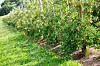 Äpfel an Bäumen auf einer Plantage im Alten Land.