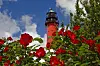 Diese Rosenpracht – die edlen Blumen gedeihen auf dem Marschboden der Insel Pellworm besonders gut.