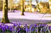 Die Krokusblüte in Husum