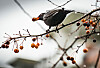 Amsel