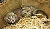 Wildpark Schwarze Berge