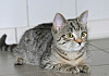 Katze im Tierheim