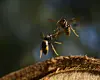 Zwei fliegende Asiatische Hornissen