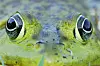 Nahaufnahme eines Paar Ochsenfrosch-Augen