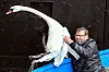 Olaf Nieß