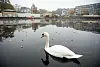 Ein Schwan schwimmt in der umgestalteten Hohenfelder Bucht.