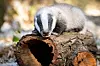 Dachsbaby Wildpark Lüneburger Heide