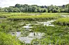 Eine Flachwasserzone auf der Billwerder Insel.