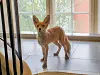 Fuchs
