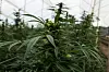 Indoor Marihuana Cannabis Plantage
