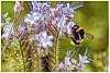 Hummeln und viele andere Insekten schwirren durch den Garten.