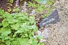 Im Garten gedeihen auch viele seltene Kräuterarten.