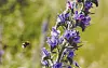 Hummel fliegt violette Blüten an.