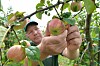 Hein Lühs pflückt Äpfel in seiner Plantage.