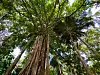 Bis zu 300 Jahre alt sind die mächtigen Banyan Trees auf der Insel Amilla Maldives Resort & Residences.