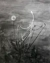 Schwarz-Weiß Gemälde einer Pusteblume