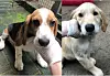 In Buchholz wurden diese Hundewelpen – zwei Beagles und ein Golden Retriever – ausgesetzt.