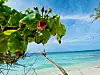 Unberührte Natur am wilden Inselkap der Amilla Maldives Resort & Residences.