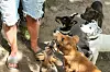 Die Hundewelpen aus Rumänien warten im Franziskus Tierheim auf ein neues Zuhause.