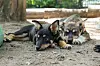 Vor der Adoption sollten sich die neuen Hundeeltern auf das Tier vorbereiten.