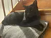 SchwarzerKater auf der Flurtreppe.