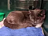 Grisu befindet sich mittlerweile im Tierheim Süderstraße und ist auf dem Weg der Besserung.