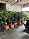 Büropflanzen