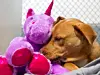Eine rührende und ungewöhnliche Freundschaft: Sisu und ihr lila Plüsch-Einhorn