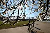 Die Sonne strahlt durch die Blüten einer weißen Zierkirsche an der Außenalster: Der März ist in Hamburg einer der trockensten seit Beginn der Datenerfassung 1881 gewesen.