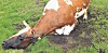 Die Kuh schubbert sich ausgiebig an Hals und Brust.