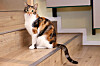 Die Katzen sind die Stars in den „Katzentempel“-Cafés.