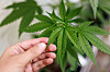 Cannabis-Pflanze