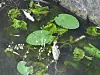 Hunderte tote Fische im Isebekkanal