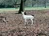 Der Hirsch Hellmut ist mit seinem weißen Fell etwas ganz Besonderes.
