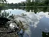 Trauriger Anblick: In ganz Hamburg sterben gerade Hunderte Fische – hier ein Kadaver im Appelhoffweiher.