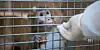 Ein Rhesus-Affe im Max-Planck-Institut in Tübingen (Symbolbild). Für die Corona-Impfstoff-Forschung wurden Tierversuche an Affen durchgeführt.