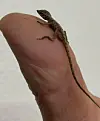 Diese Mini-Echse reiste als blinder Passagier auf einer Palme aus der Karibik bis nach Hamburg.