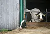 Rinder Tierquälerei