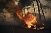 Flammen im Wald