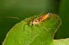 Dies, liebe Naturfreude, ist ein Campodorus paradiesensis. Das Schlupfwespen-Weibchen wurde gerade erst in Schleswig-Holstein entdeckt.