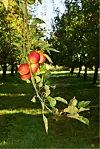 Obstgarten Haseldorf