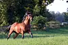 Ein Pferd galoppiert über eine Weide.