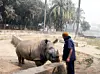 Farid Miah, Pfleger der deprimierten Nashorn-Dame Kanchi, versucht das Tier im Nationalzoo zum Fressen zu animieren.