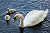 Schwanenküken paddeln auf der Alster
