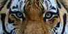 Zwei Tiger sind aus einem Zoo ausgebrochen.